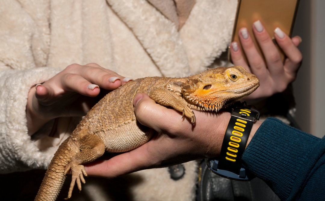 Kisállat kiállítás a Szeged Plazában