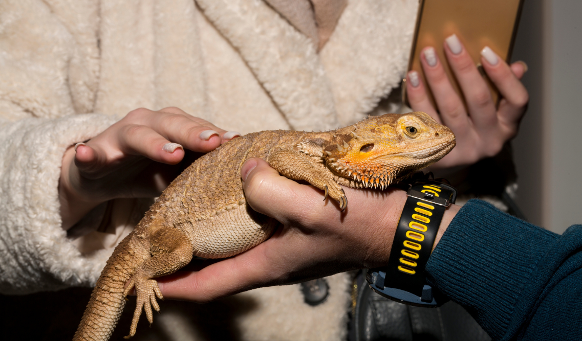 Pepco_ P20_central_new_1200x1200 C&A_70%_akcio Corvin Plaza